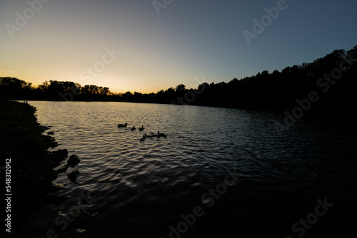 Silhouettes of ducks on the lake in sunrise dawn.