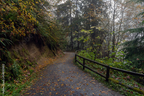 Natural wooden railings on forest trail near Simon Fraser University in Burnaby  BC  during Fall season.