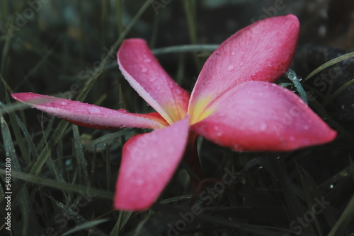 pink flower with dew drops