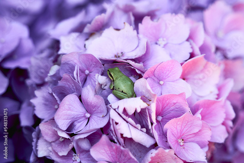 Fototapeta Naklejka Na Ścianę i Meble -  hydrangea new visitor Ms. Frog