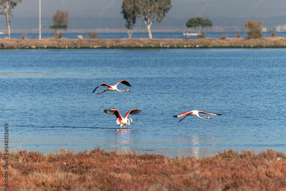 Flamingos that come to Izmir city forest every year
