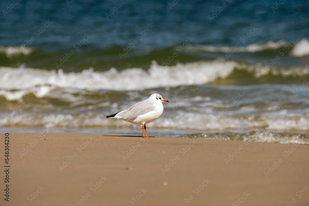 Lonely seagull on the seashore. Sandy shore. Baltic seagull. Lonely seagull on the seashore. Sandy shore. Baltic seagull.