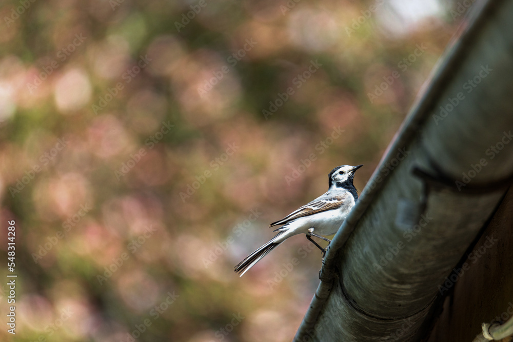 Naklejka premium White Wagtail, Motacilla alba, on house roof