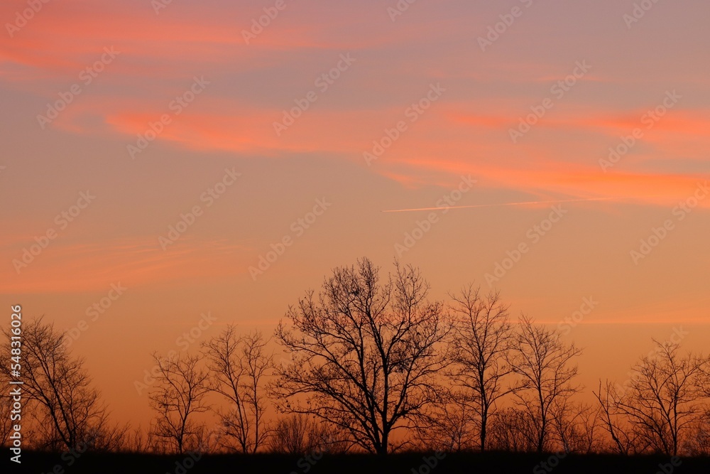 alberi con cielo rosso e nuvole in inverno