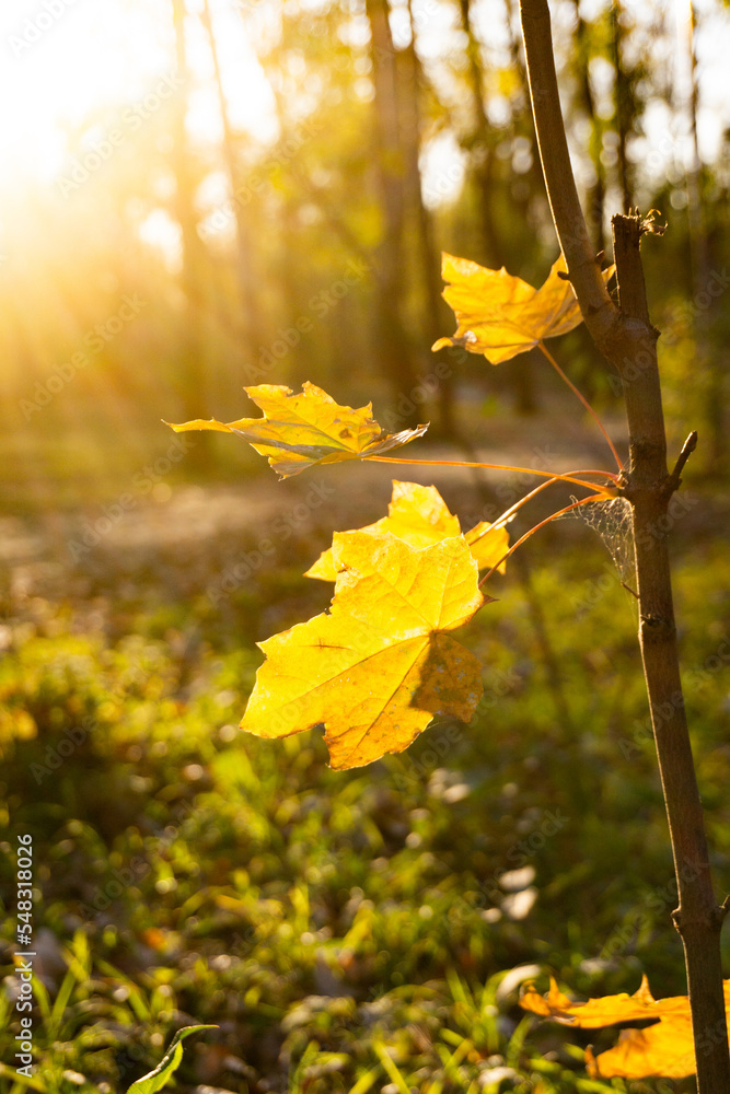 Obraz premium Yellow maple leaves in the forest, autumn background