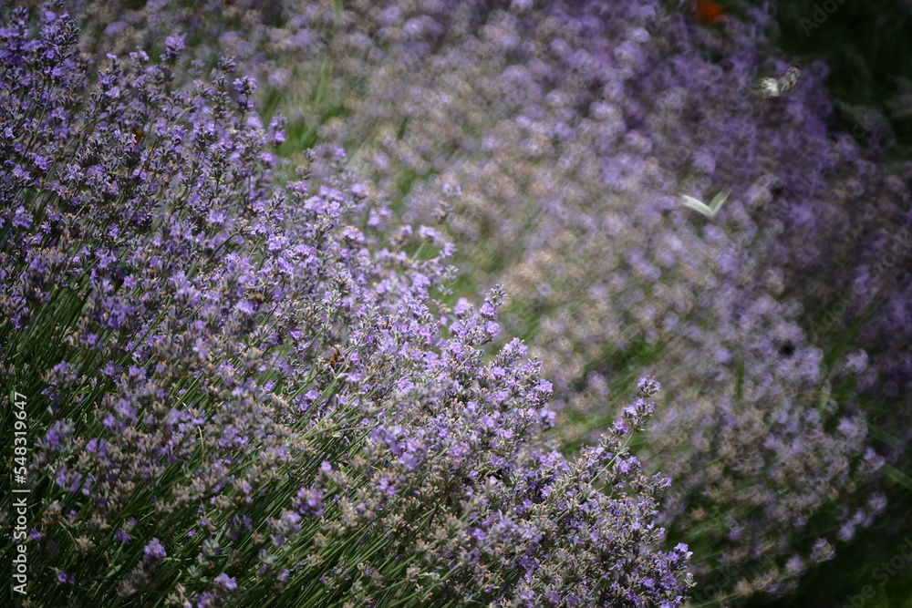 Fototapeta premium Lavanda con farfalle sullo sfondo