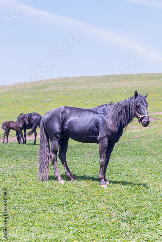 horses with a foal grazes in a pasture on a sunny day in the Caucasus Mountains. Russia