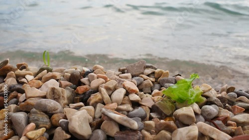 Ulva, a genus of marine green algae of the Ulvaceae family. The seas of the temperate and subtropical zones. Many species are edible, known as sea lettuce. Algae are thrown onto the pebbles by a wave photo