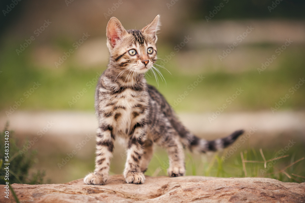 Bengal Kitten standing on Rock