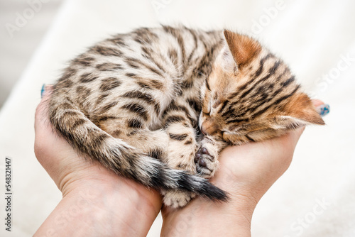 Fototapeta Naklejka Na Ścianę i Meble -  Bengal Kitten sleeping on Hands