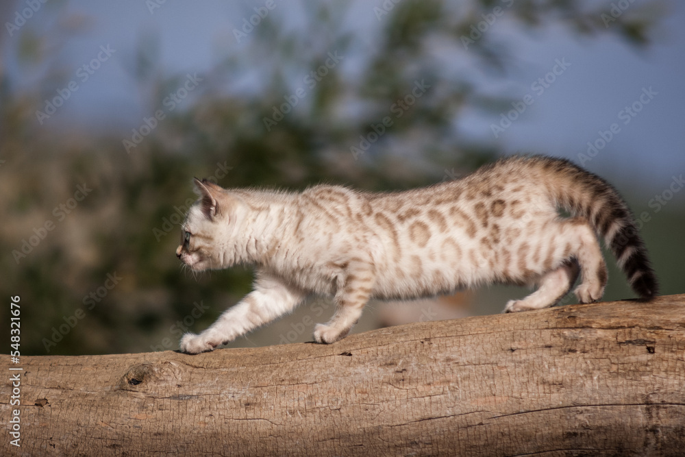 Fototapeta premium Snow Bengal Kitten outdoor