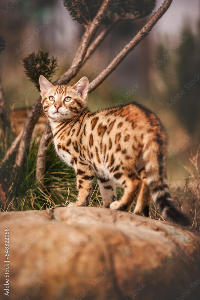 Obraz premium Bengal Kitten outdoor