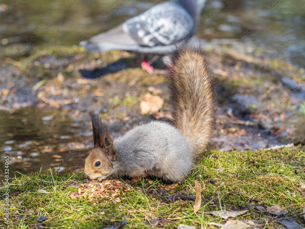 Squirrel in autumn or spring with nut on the green grass with fallen yellow leaves Squirrel in autumn or spring with nut on the green grass with fallen yellow leaves