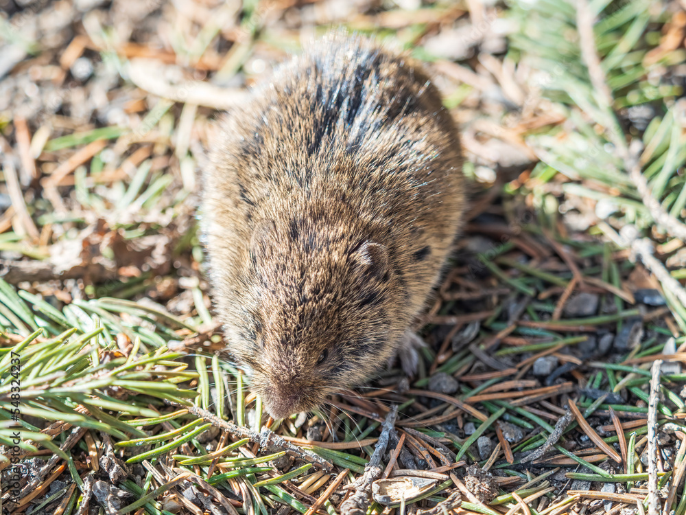 A closeup of a Common vole, Microtus arvalis, on the ground with a blurry background A closeup of a Common vole, Microtus arvalis, on the ground with a blurry background