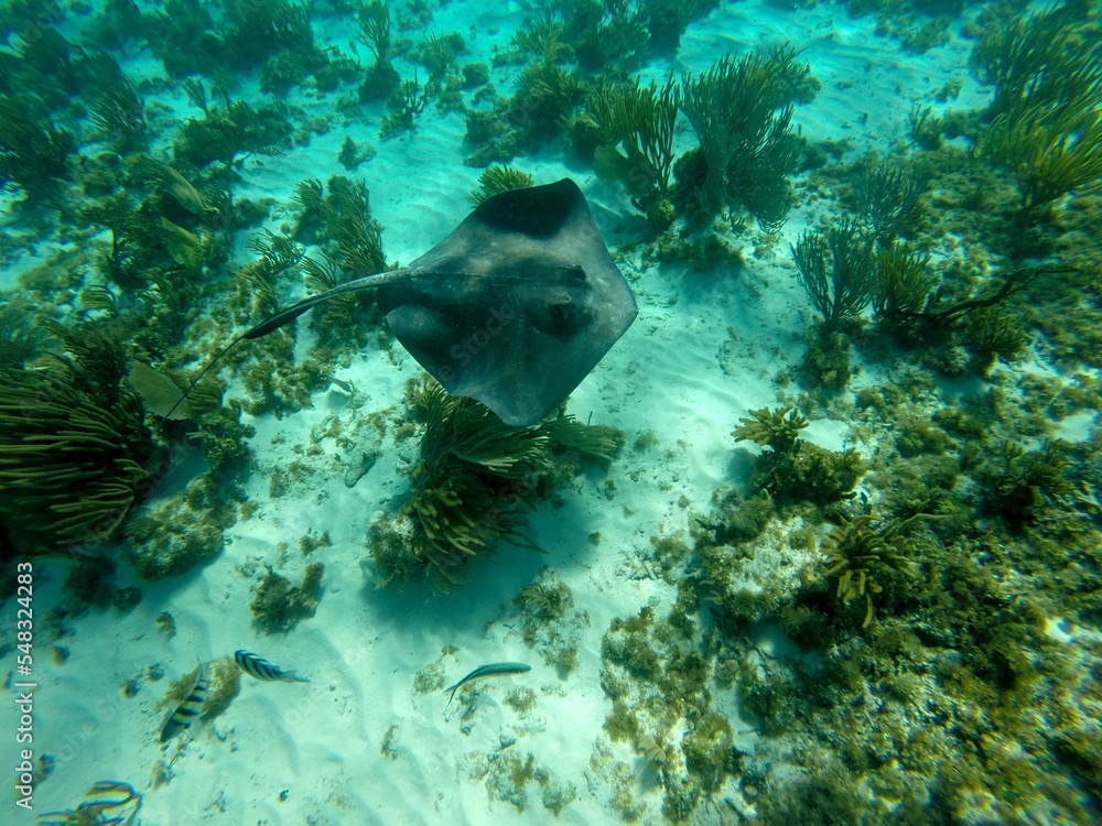 Obraz premium Sting ray view underwater with go-pro camera at Grand Cayman Island
