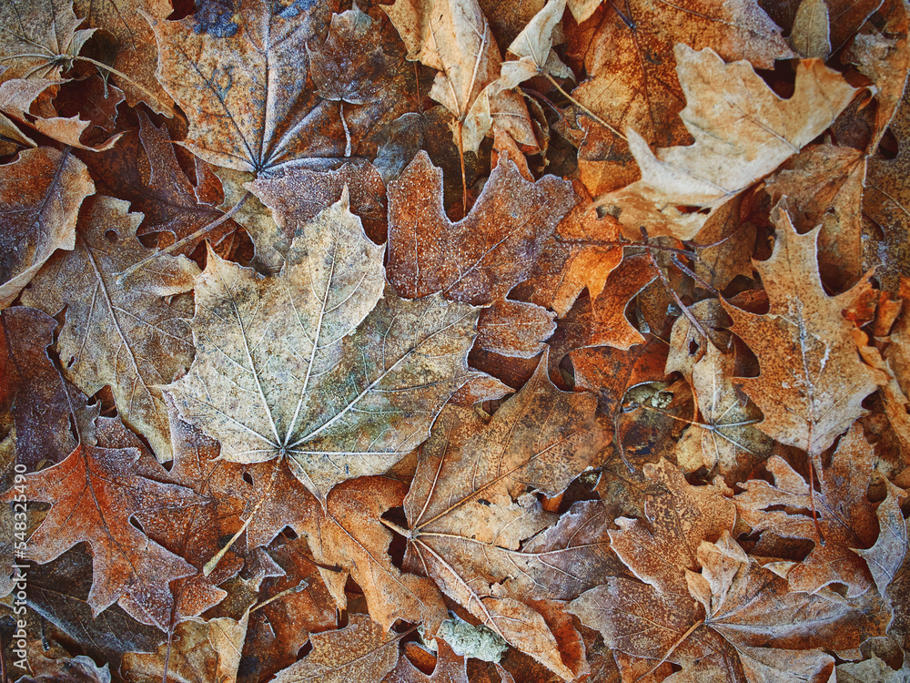 frost on the bushes, on the autumn fallen leaves and grass frost on the bushes, on the autumn fallen leaves and grass