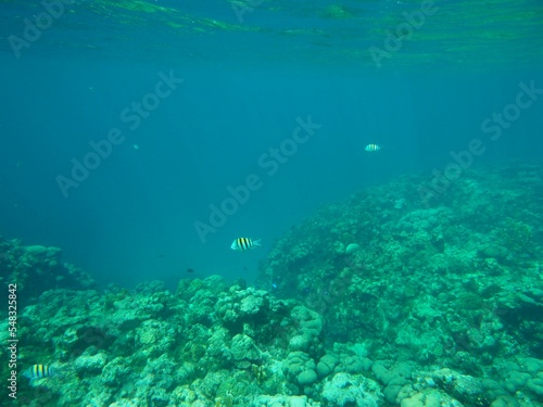 Snorkeling at Grand Cayman Island great view of coral and tropical fish © James