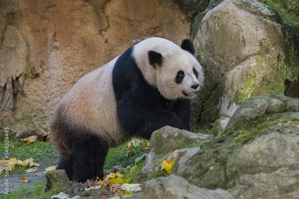 Fototapeta premium A giant panda walking in the grass, portrait 