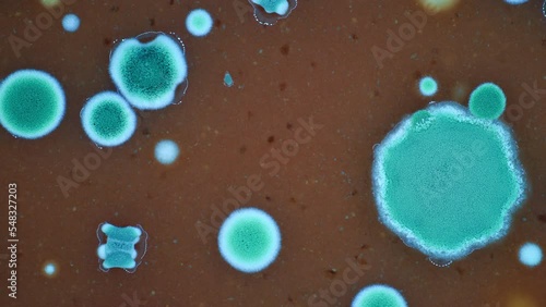 mold growth on food when packaging is damaged timelapse