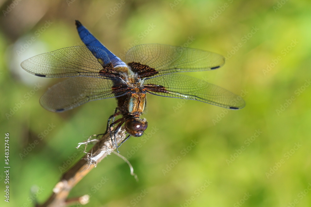 Libellula depressa, the broad-bodied chaser or broad-bodied darter, Libellula depressa, the broad-bodied chaser or broad-bodied darter,