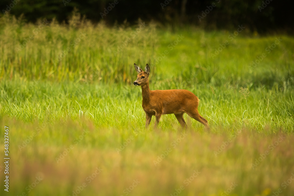 The roe deer (Capreolus capreolus) standing as if on guard The roe deer (Capreolus capreolus) standing as if on guard