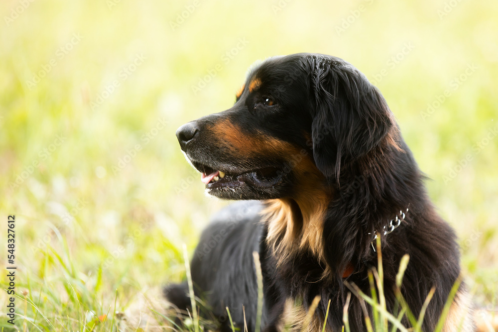black and gold Hovie, dog hovawart portrait in light grass background