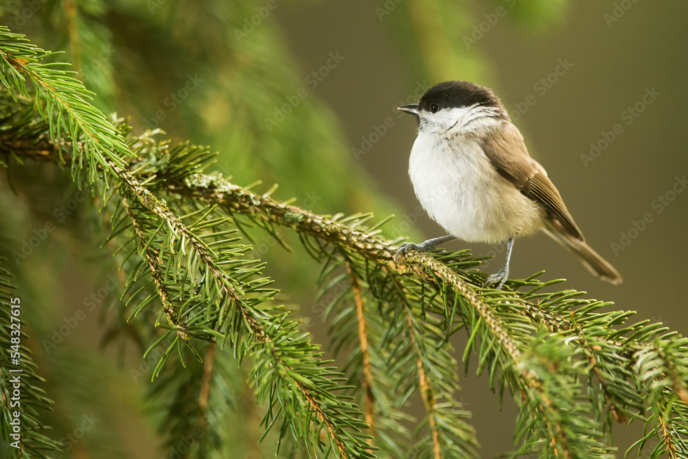 Obraz premium marsh tit (Poecile palustris) in the branches of spruce trees