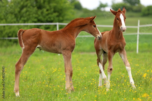 two chestnut foals getting to know each other on a green meadow