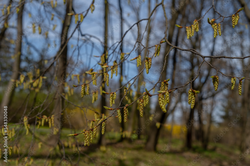 Obraz premium birch blossom on leafless branches in early spring