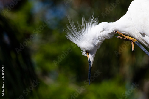 Curious Look Downward by Snowy Egret