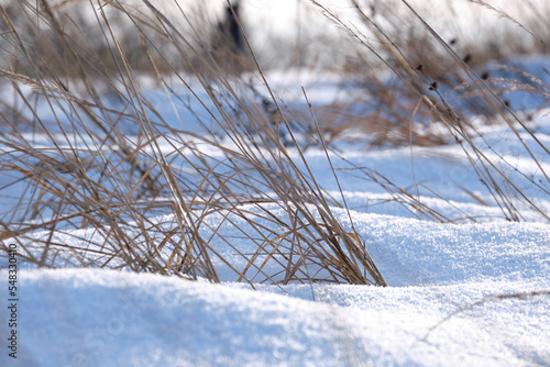 Closeup of snow covered dry grass in winter. Frozen dead wild plants