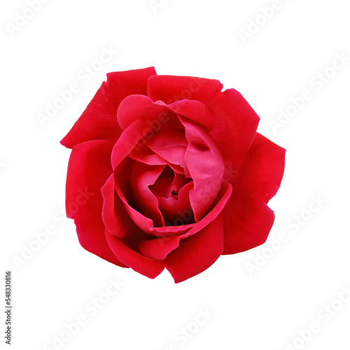 red rose on transparent background