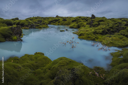 Icelandic green moss. Eldhraun Lava fields. 