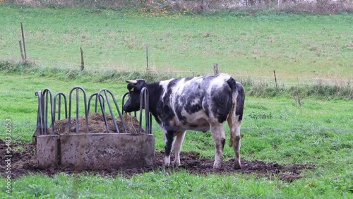 Wallpaper Mural Eating cow grazing and standing on farmland in organic cattle husbandry as organic beef production and organic milk industry in rural economy and livestock on free range grassland for milk production Torontodigital.ca