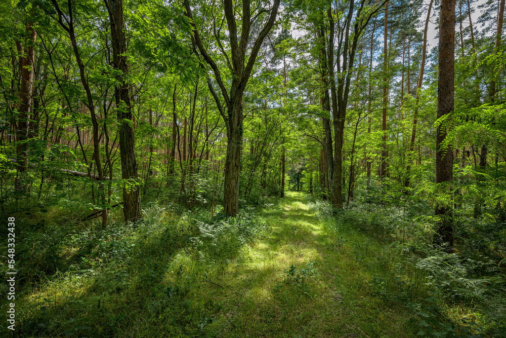 Naklejka premium Wanderweg durch einen lichtdurchfluteten sommerlichen Wald zwischen Kolpin und Storkow