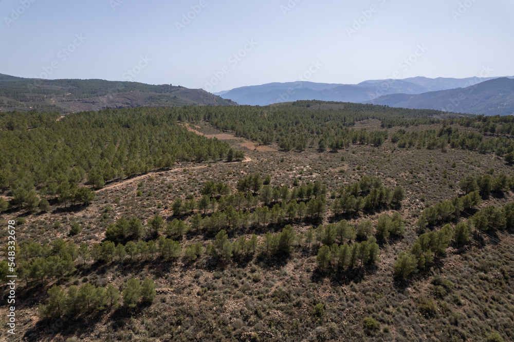 pine forest on a mountain in southern Spain pine forest on a mountain in southern Spain