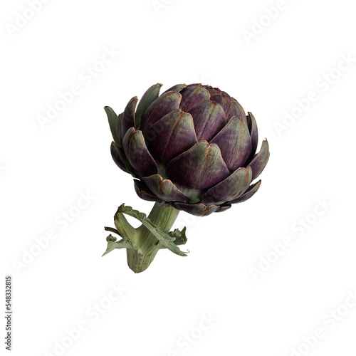 Artichoke fresh violet vegetable plant cutout close-up, raw food organic diet concept, clipping path
