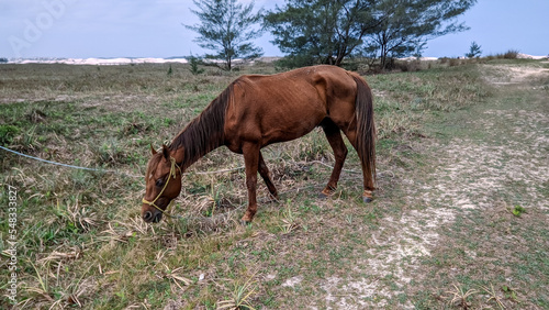 Cavalo pastando na Orla da Praia das Dunas  comendo a vegeta    o rasteira perto da praia.