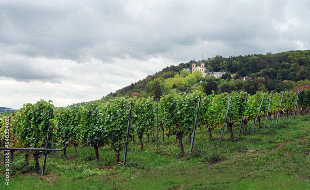 Amazing view of Riesling wine vineyards в Würzburg with Baroque Capella Church in the background