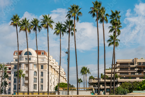 Tall Palms on Croisette  embankment of Cannes photo