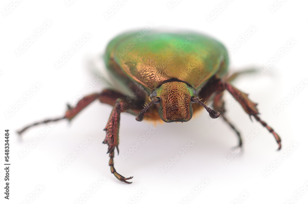 Fototapeta premium Green beetle isolated.