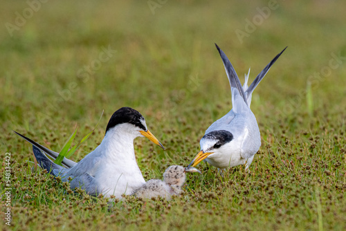 The parents of the birds are taking food.