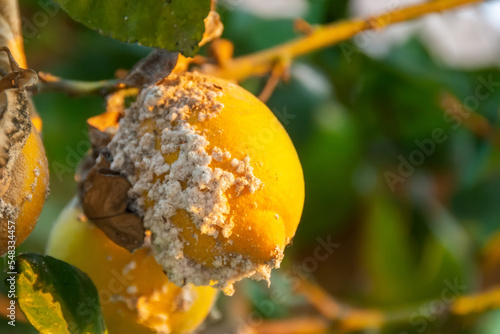 Lemon fruits and affected by pest. Citrus mealybug, Planococcus Hemiptera Pseudococcidae dangerous pest plants, including economically important tropical fruit trees and ornamental plants.