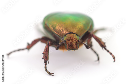 Green beetle isolated. © Anatolii