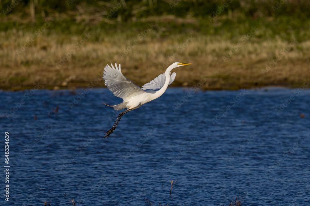 The great egret (Ardea alba) . This bird also known as the common egret, large egret, or  great white egret or great white heron.