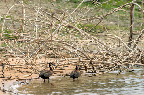 Marreco muito conhecido pelo brasil afora, também chamado como Irerê, passeando na orla da lagoa Várzea das Flores em contagem, se alimentando entre os galhos secos.