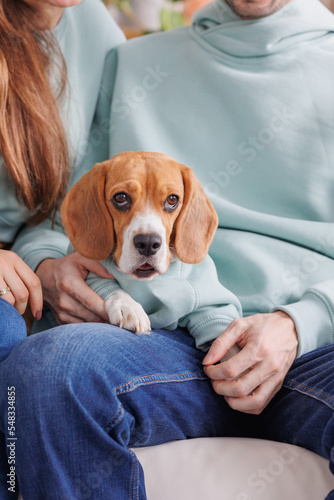 beagle dog in a blue sweatshirt executes commands and rests with his owners. Beloved cute pet is sitting on the lap of the hostess or sleeping. dog training. thoroughbred beagle dog is resting and © MyJuly