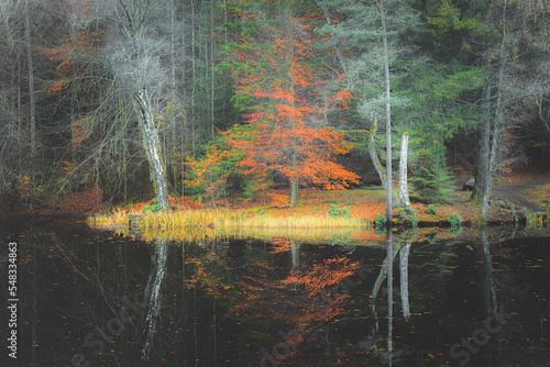 A dark, moody, colourful autumn woodland forest over a calm still lake reflection on Loch Dunmore at Faskally Forest in Perth and Kinross, Scotland. photo