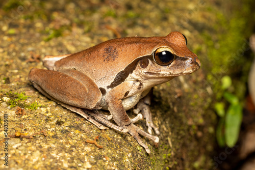 Australian Female Northern Stony Creek Frog