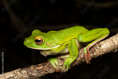 Australian White-lipped Tree Frog resting on branch